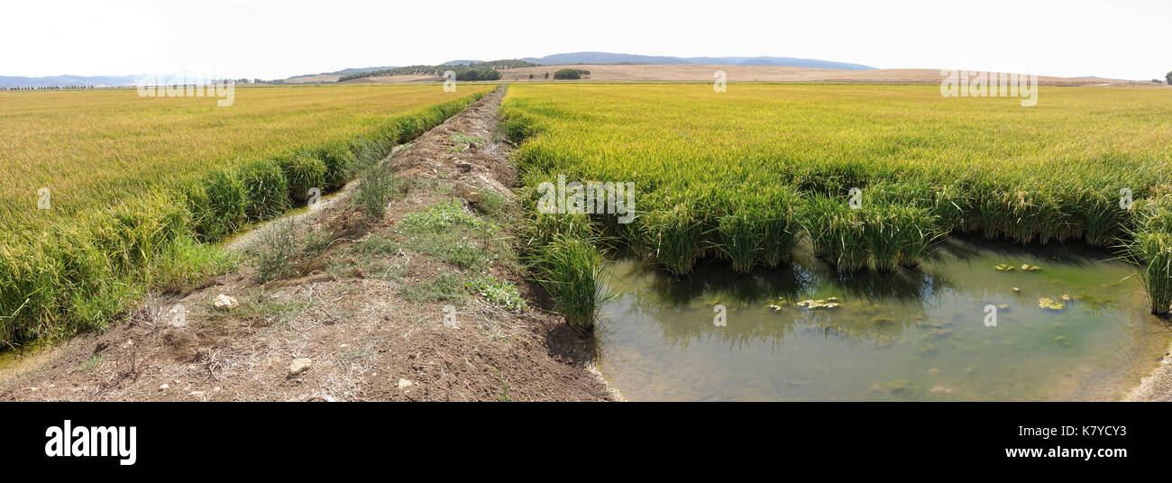 Spain Rice Fields La Janda, spanish rice fields, rice paddies, paddy fields, reserve ...