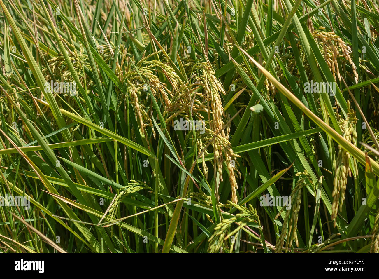 Close up of rice plants, La Janda, spanish rice fields, rice paddies, paddy fields, reserve