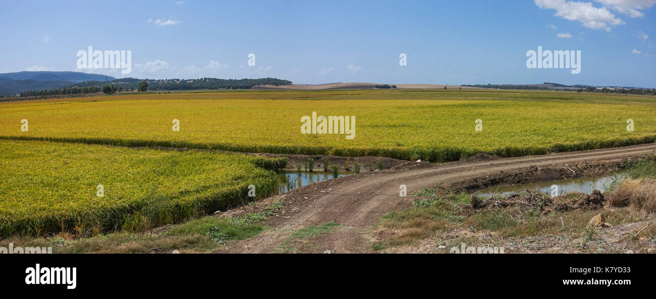 Spain Rice Fields La Janda, spanish rice fields, rice paddies, paddy fields, reserve ...
