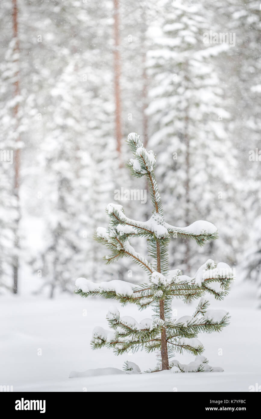 PIne tree in snowfall, Finland. Stock Photo
