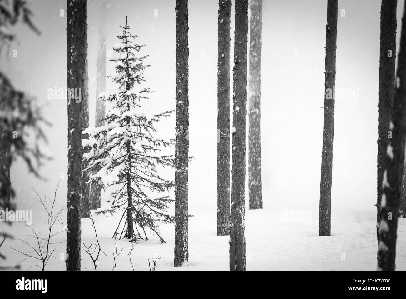 Part of a series of a snowy scene with a pine tree emerging from the white, Finland Stock Photo