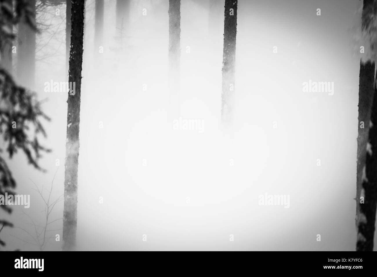 Part of a series of a snowy scene with a pine tree emerging from the white, Finland Stock Photo
