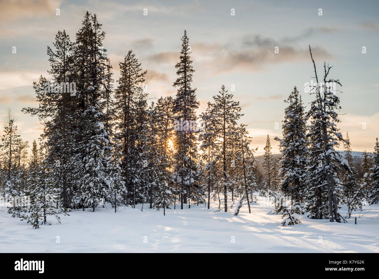 Sunset and winter forest, Finland. Stock Photo