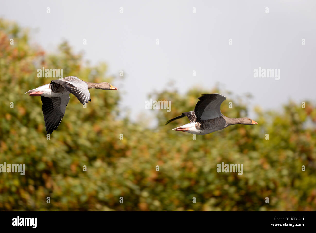 Waterfowl family anatidae hi-res stock photography and images - Alamy