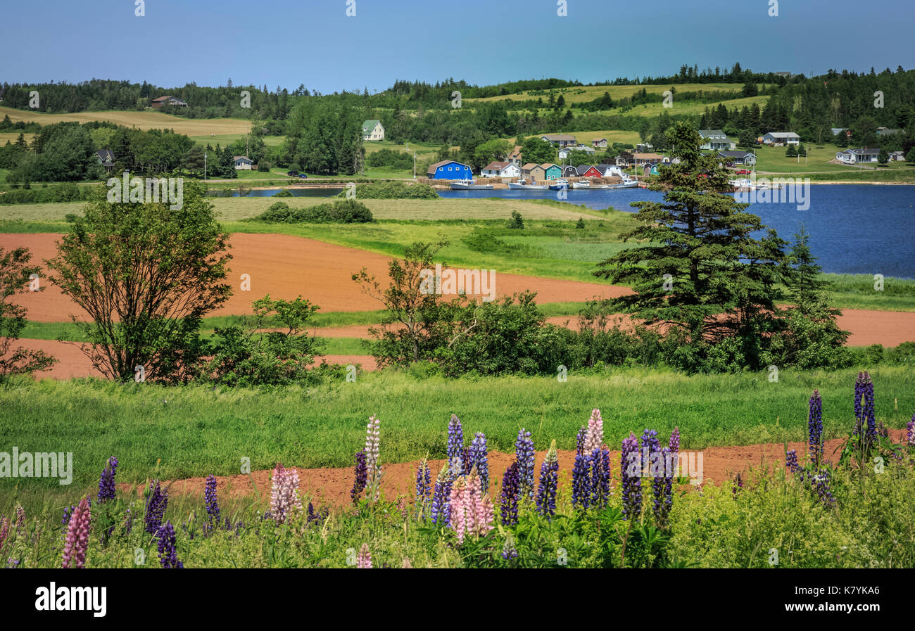 Beautiful rural countryside of Prince Edward Island, Canada. Field of wild lupines in foreground Stock Photo