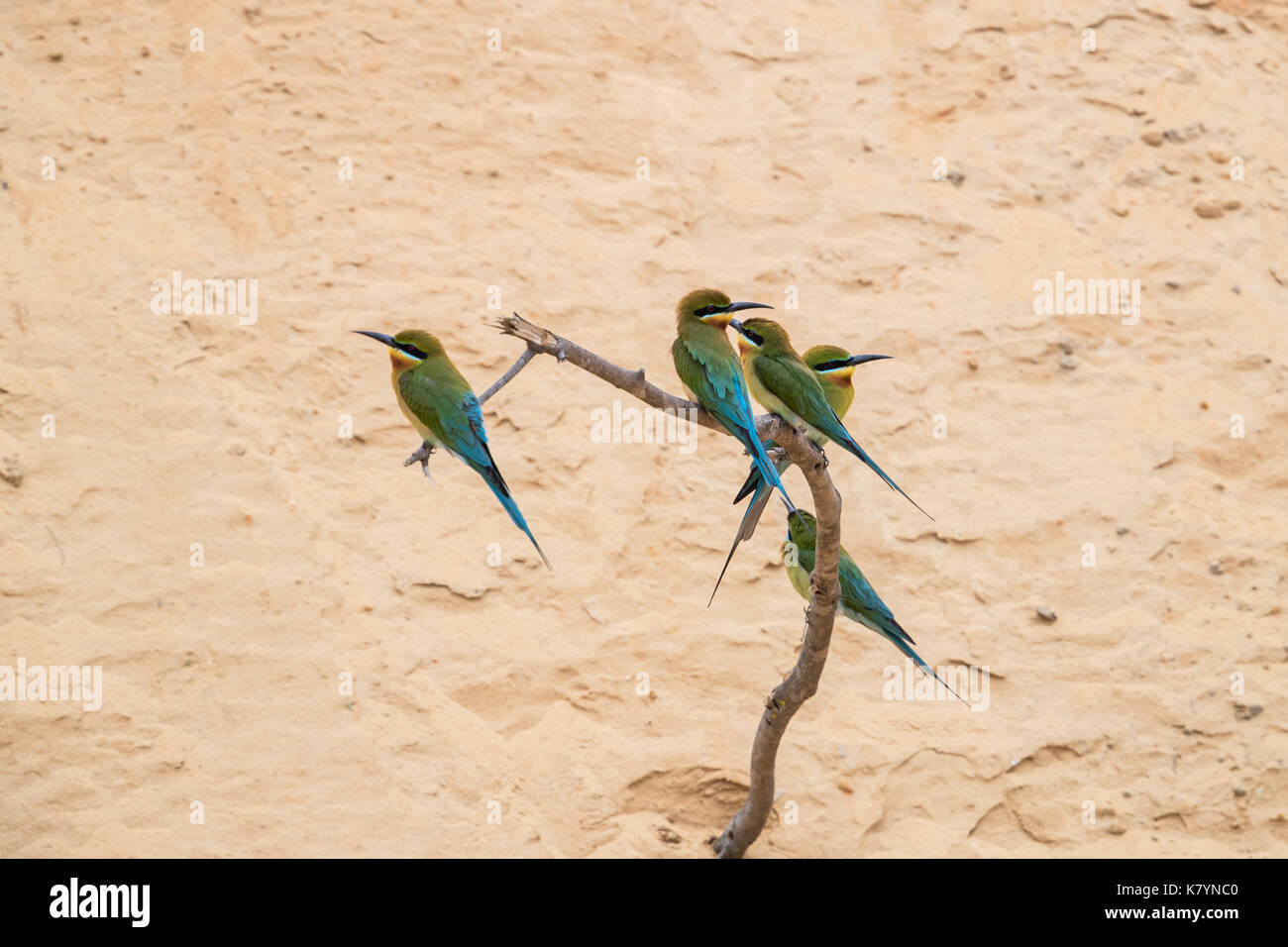 Blue-tailed Bee-eater (Merops philippinus Stock Photo - Alamy