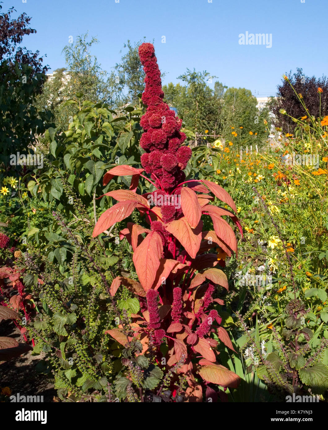 Dark amaranthus hi-res stock photography and images - Alamy