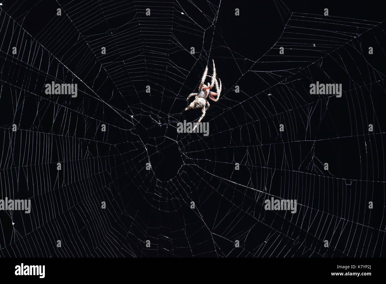 Big spider in a web against a black background Stock Photo