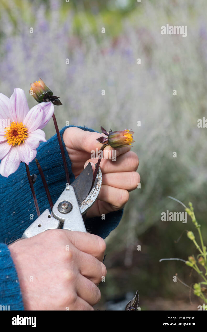 Deadheading flowers hires stock photography and images Alamy