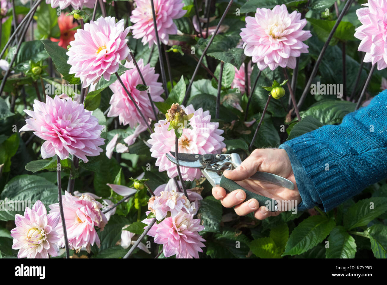 Gardener deadheading Dahlia flowers with secateurs in an english garden. UK Stock Photo