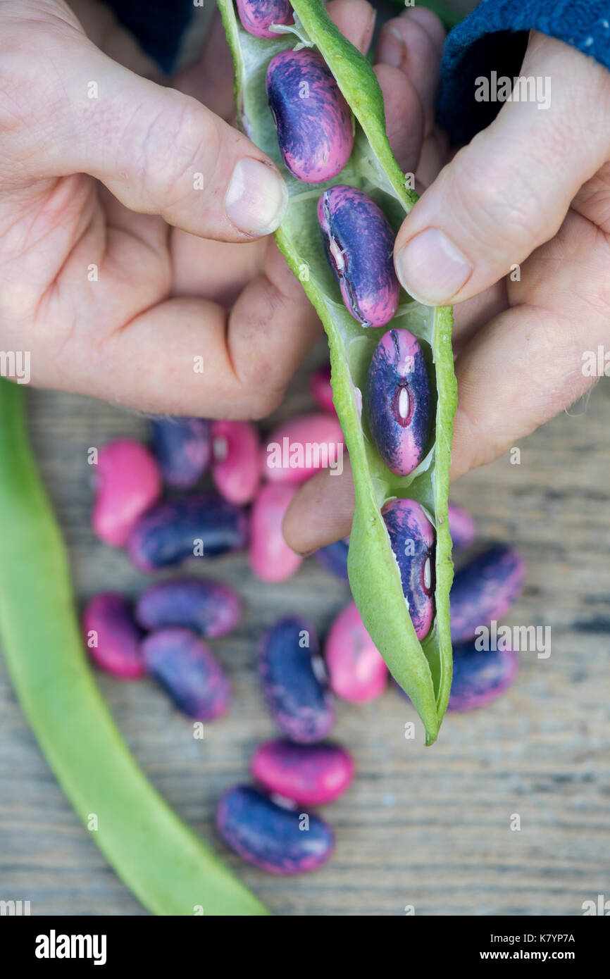 Phaseolus coccineus. Gardener opening a Runner bean 'Scarlet Emperor' seed pod which are being collected for next years seed Stock Photo