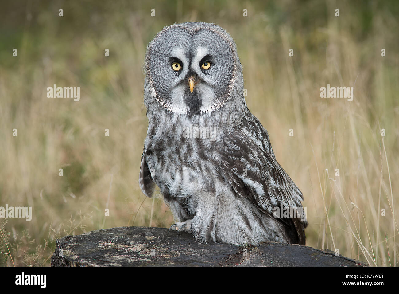 A full length portrait of a great grey owl perched on a tree stump staring forward at the camera Stock Photo
