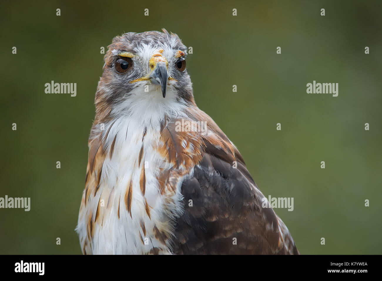 A very close half length portrait of a red tailed hawk staring inquisitively to the right against a natural plain green background Stock Photo