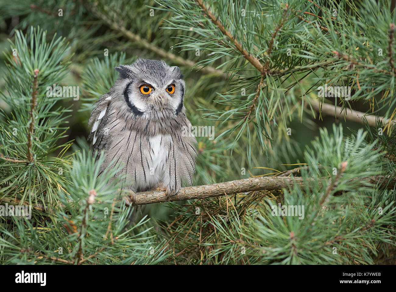 An alert looking white faced scops owl perched a branch in a tree staring forward with large orange eyes Stock Photo