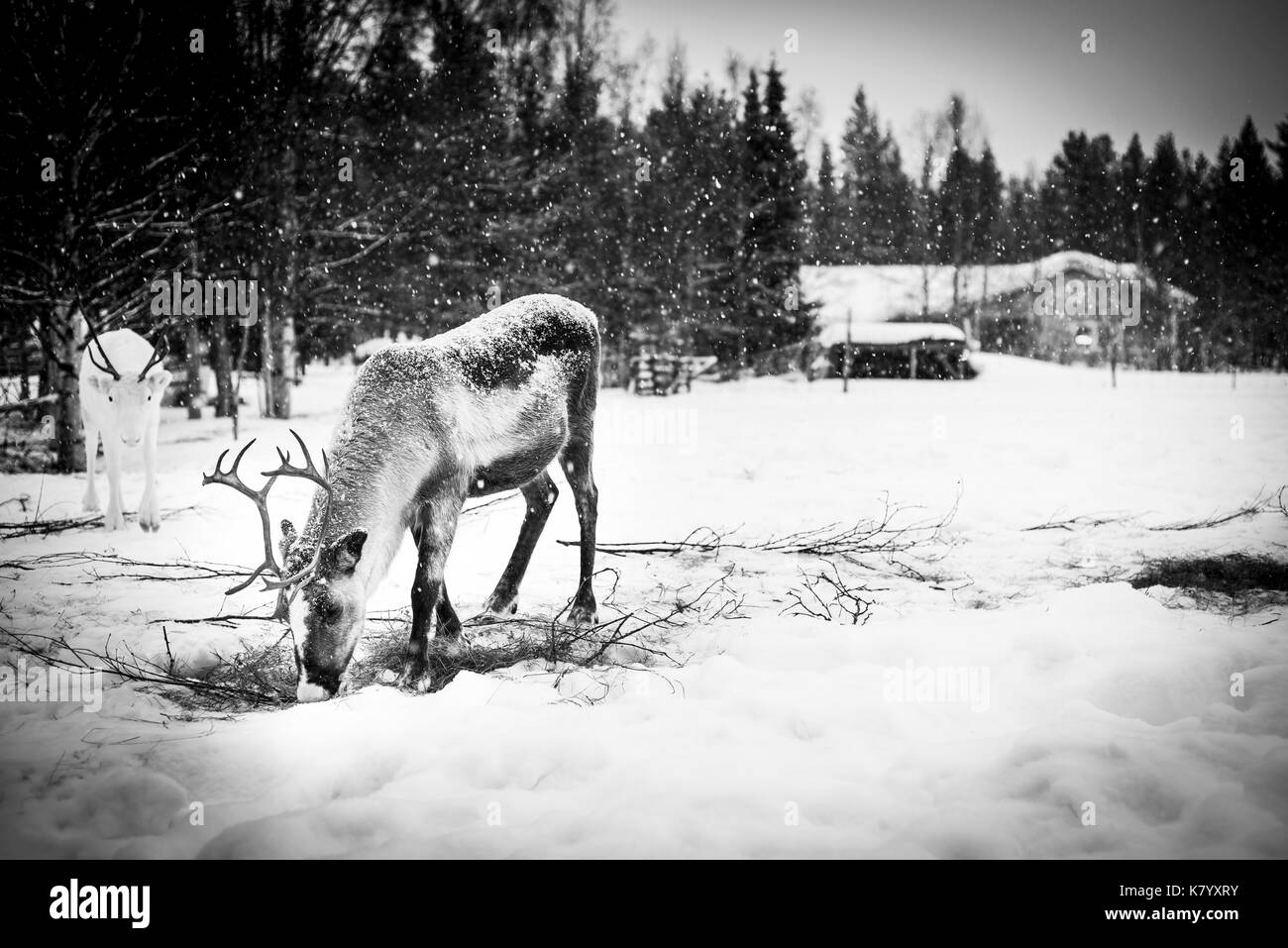 Reindeer foraging in snow, Lapland, Finland. Stock Photo