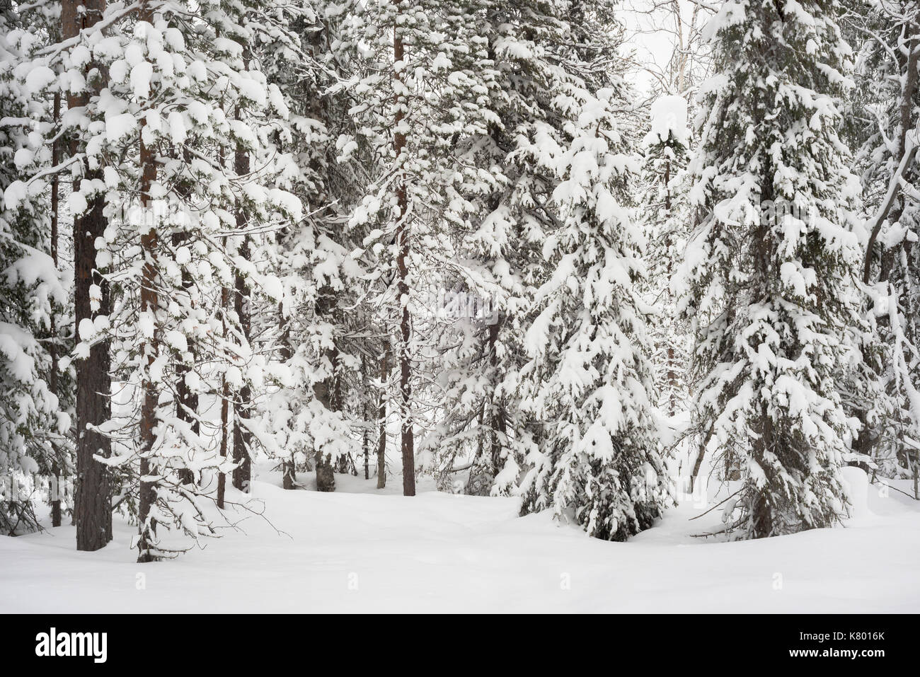 Forest with snow, Kuertunturi, Äkäslompolo, Lapland, Finland Stock Photo