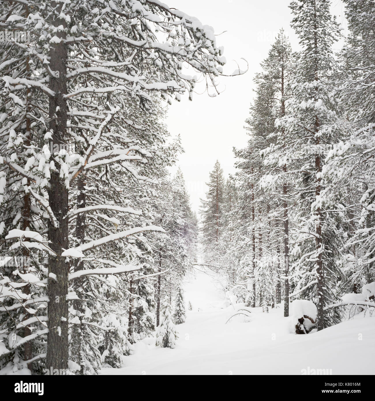 Forest with snow, Kuertunturi, Äkäslompolo, Lapland, Finland Stock Photo