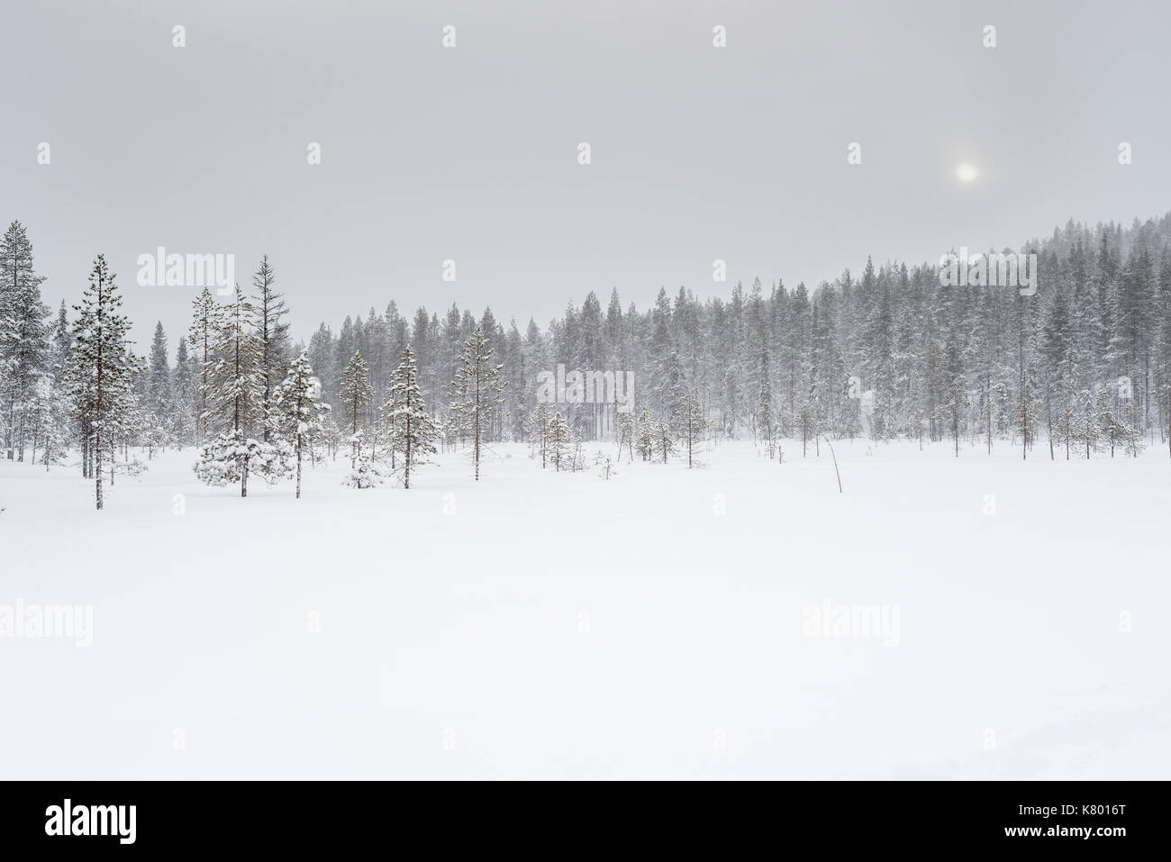 Forest with snow, Kuertunturi, Äkäslompolo, Lapland, Finland Stock Photo