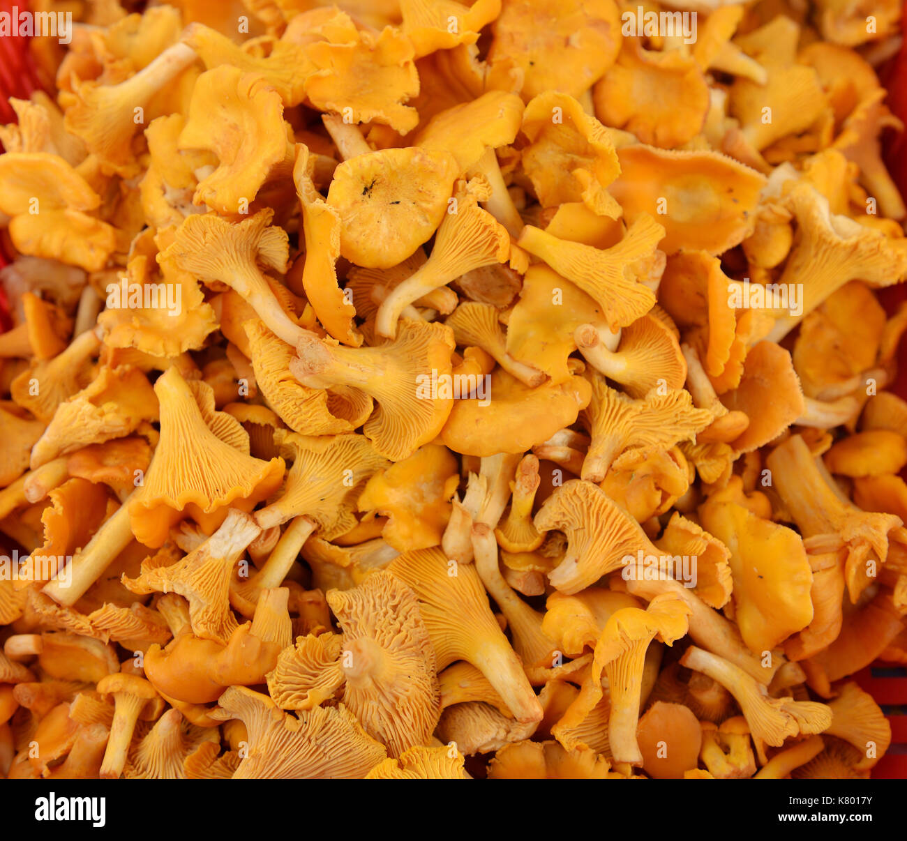 Cantharellus is genus of popular edible mushrooms, commonly known as chanterelles Stock Photo