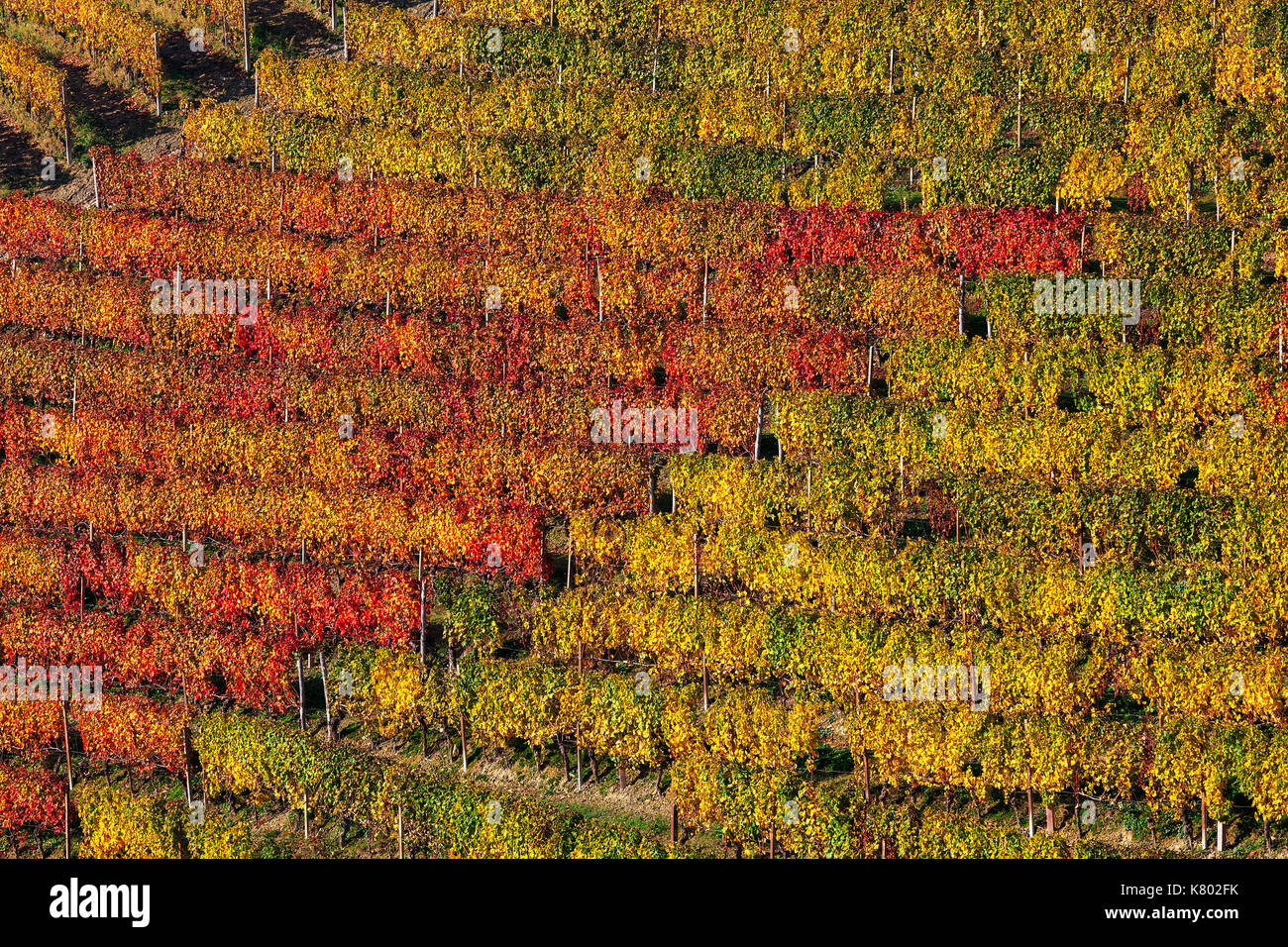 View of colorful rows of autumnal vineyards on the hill in Piedmont, Northern Italy. Stock Photo