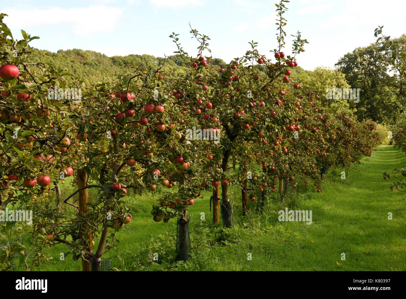 Cider orchard hires stock photography and images Alamy
