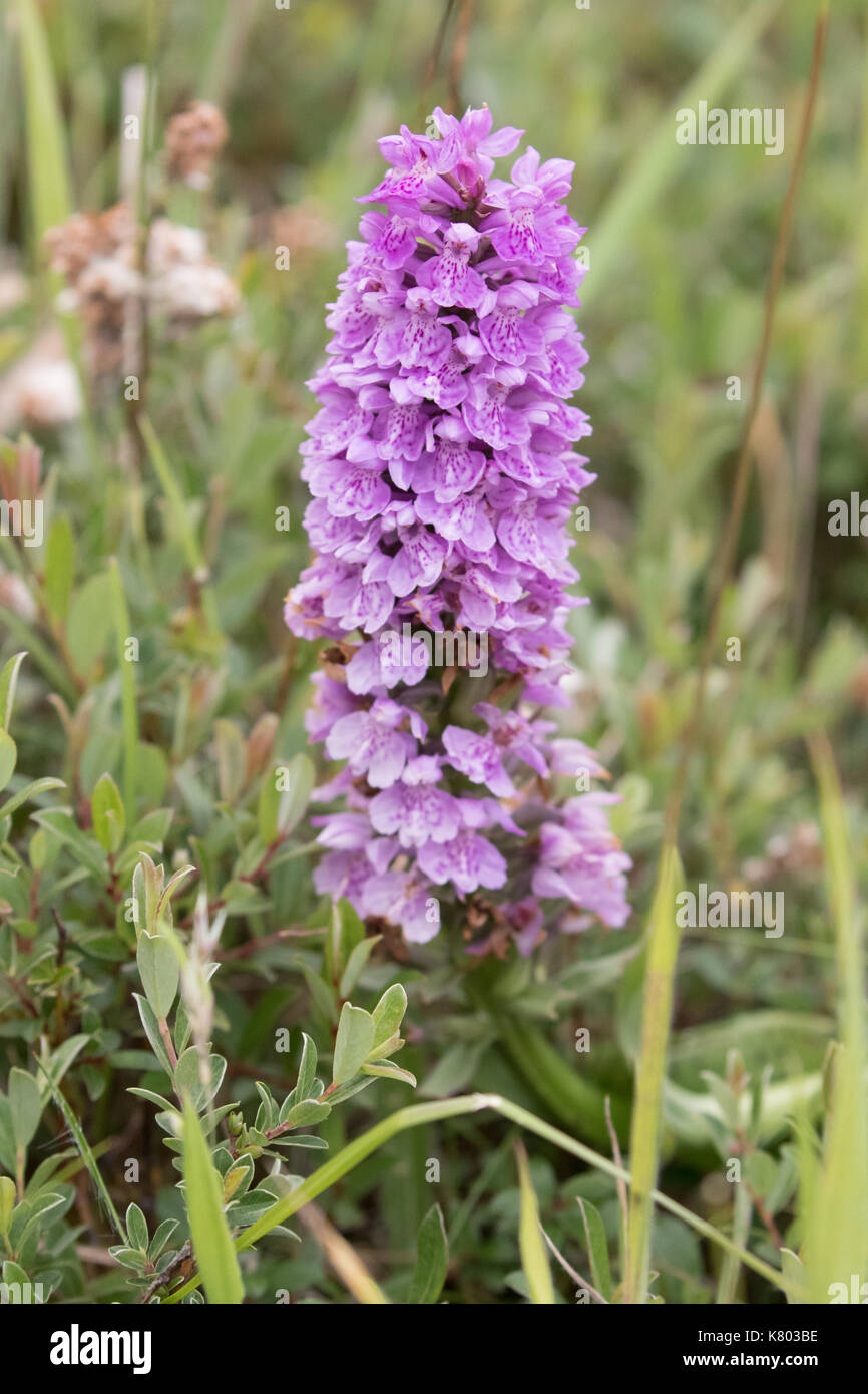 Large wild orchid growing wild in Northumberland, UK. Stock Photo