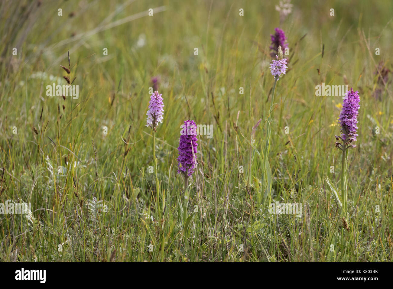 Large wild orchids growing wild in Northumberland, UK. Stock Photo