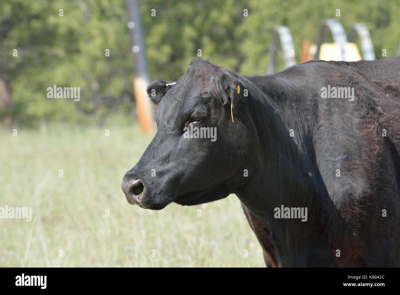 Angus cow in green pasture Stock Photo