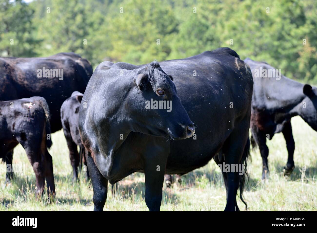 Angus cow in pasture with other cows and calves Stock Photo