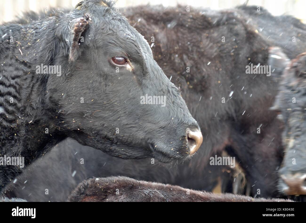 Angus cow awaiting springtime vaccinations Stock Photo