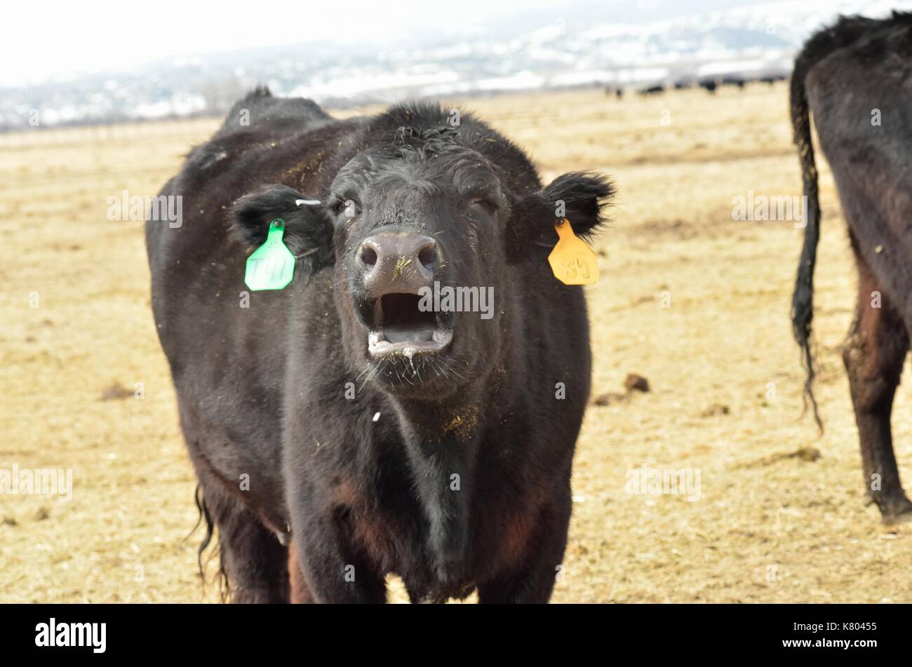 Angus cow bawling for her calf Stock Photo