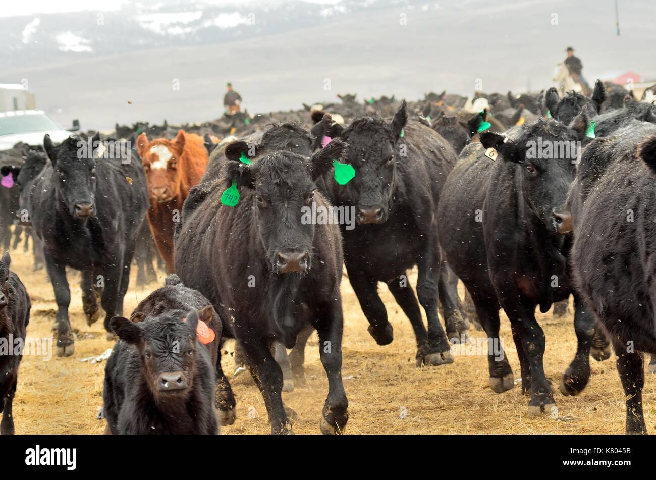 Angus cattle Stock Photo