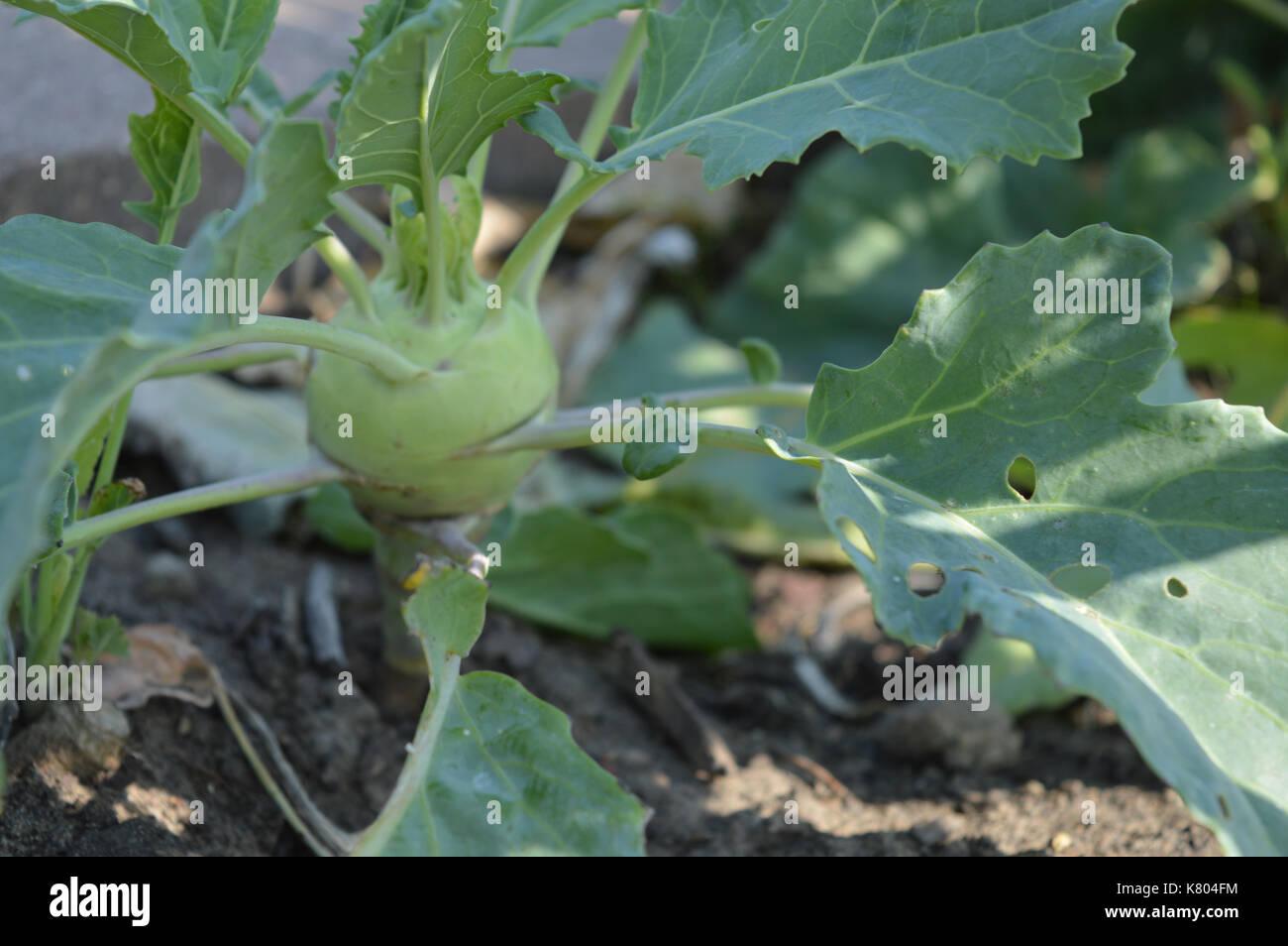 Kohlrabi in the garden Stock Photo - Alamy