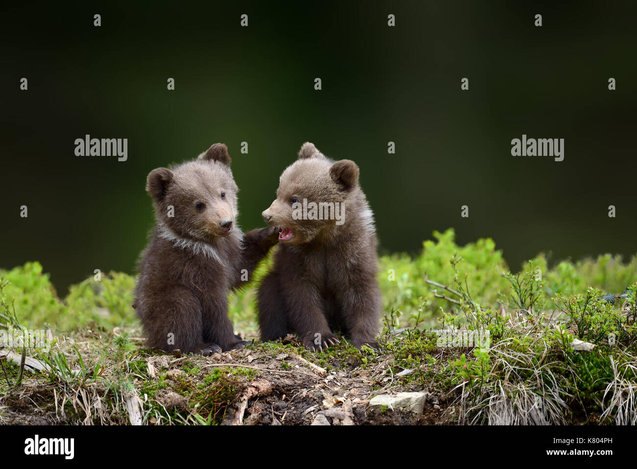Two young brown bear cub in the forest. Portrait of brown bear, animal ...