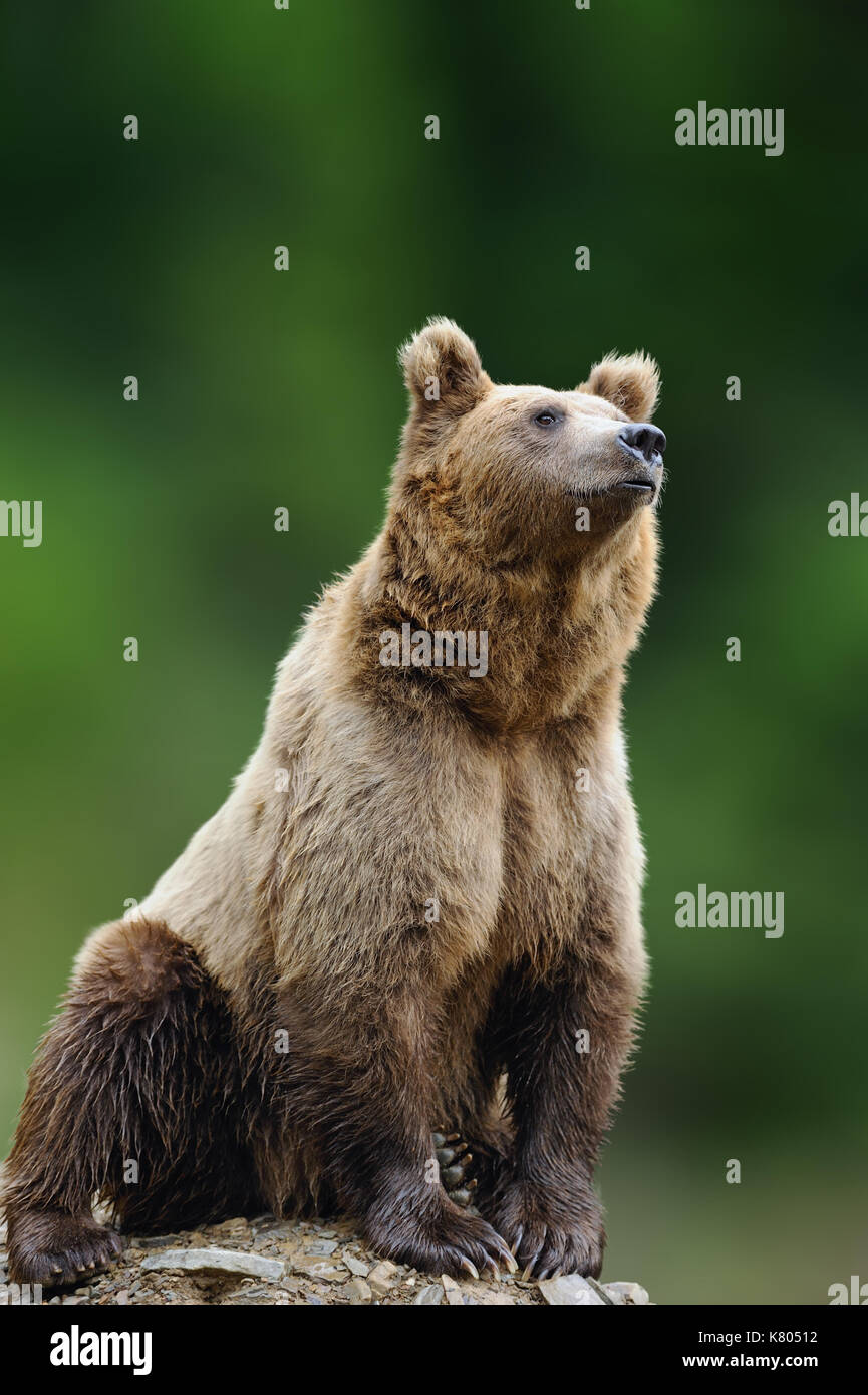 Big brown bear in the nature habitat. Wildlife scene from nature. Dangerous animal in nature Stock Photo