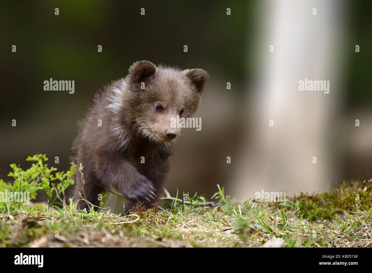 Two young brown bear cub in the forest. Portrait of brown bear, animal ...