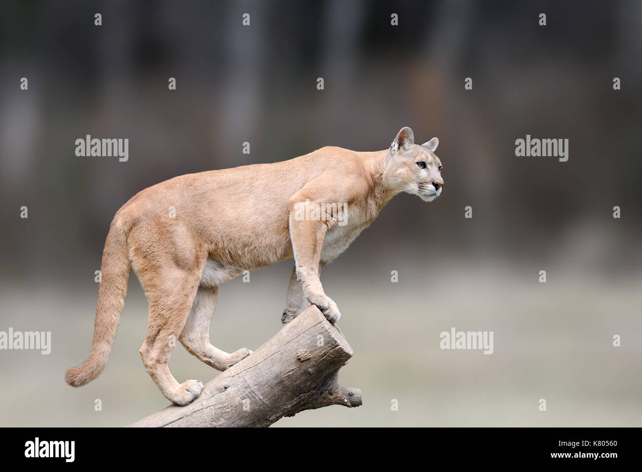 Danger Cougar sitting on branch in the autumn forest background. Big wild cat in nature habitat. Puma concolor, known as mountain lion, puma, panther. Stock Photo