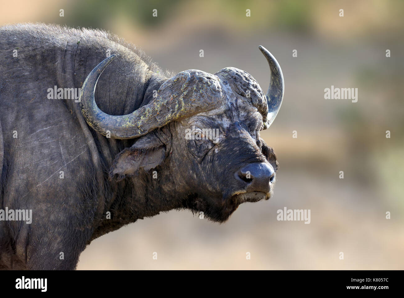 African Buffalo, big animal in the nature habitat, National Park of Kenya, Africa Stock Photo