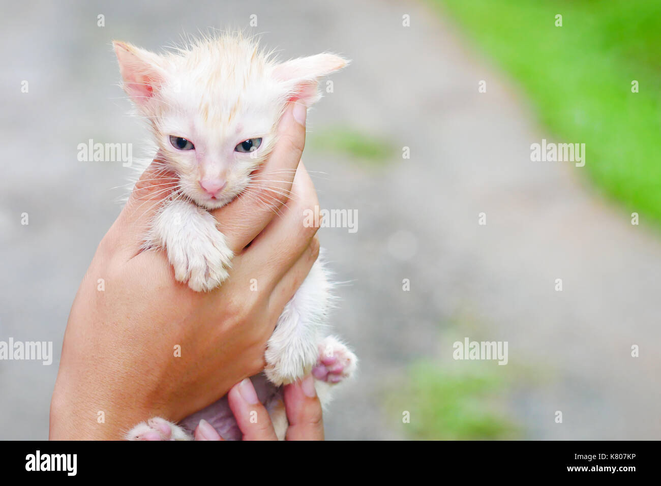 Owner holding cute little kitten at home after Bath Cat Stock Photo