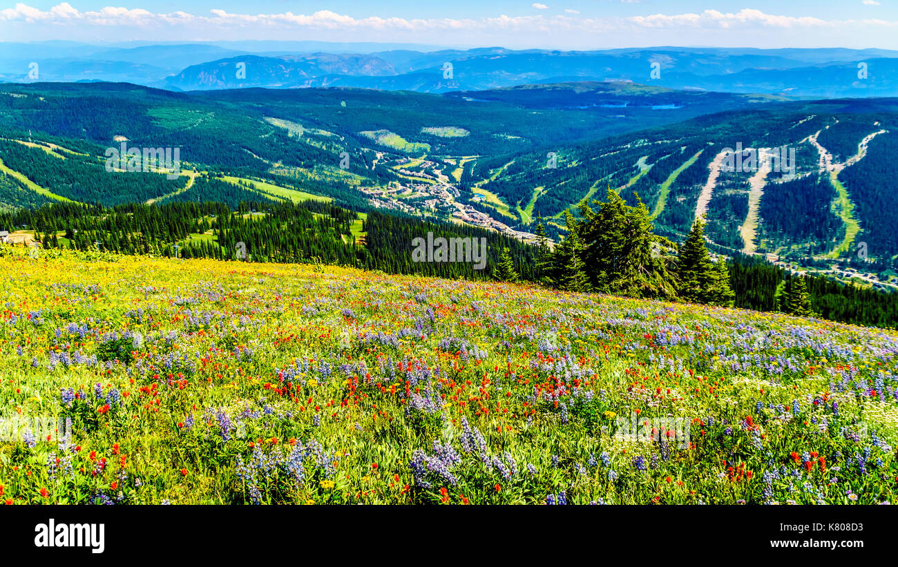 Hiking through alpine meadows covered in wildflowers in the mountain near Sun Peaks in the Shuswap Highlands in central British Columbia, Canada Stock Photo