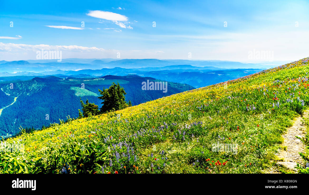 Hiking through alpine meadows covered in wildflowers in the mountain near Sun Peaks in the Shuswap Highlands in central British Columbia, Canada Stock Photo