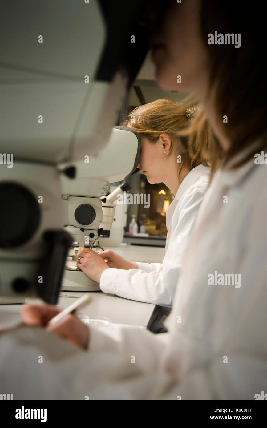Scientists use microscopes in the laboratories of the Millennium Seed Bank to prepare seeds of Tillaceae Grewia for germination tests. Stock Photo
