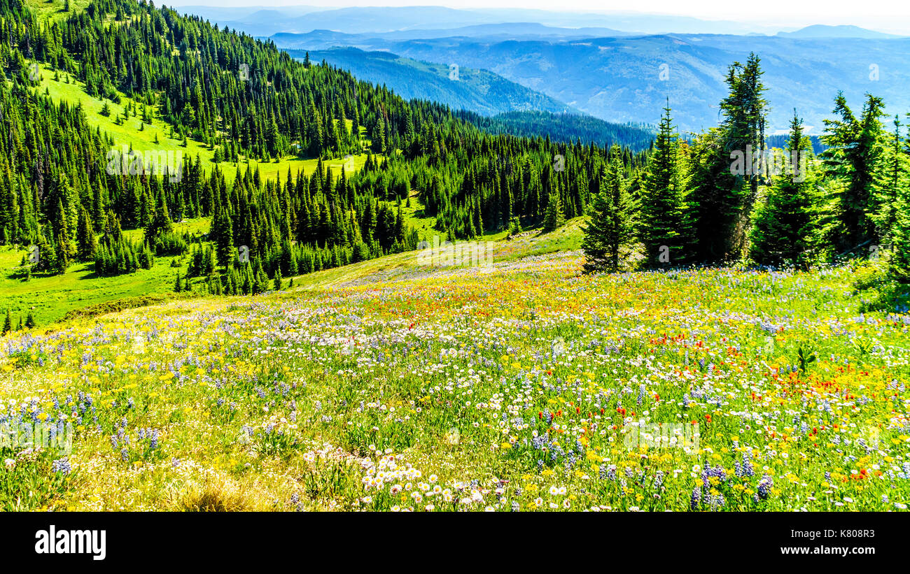 Hiking through alpine meadows covered in wildflowers in the mountain near Sun Peaks in the Shuswap Highlands in central British Columbia, Canada Stock Photo