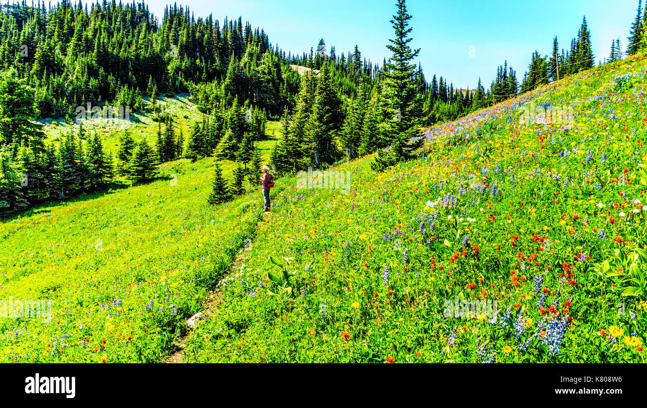 Woman hiking through the meadows covered in wildflowers in the high alpine near the village of Sun Peaks, in the Shuswap Highlands in central British Stock Photo