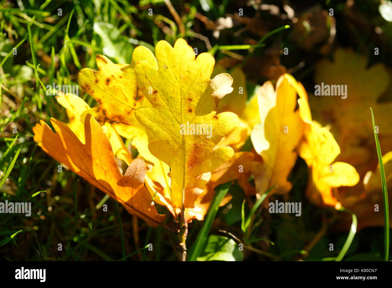 yellow oak leaves lying on a meadow Stock Photo - Alamy