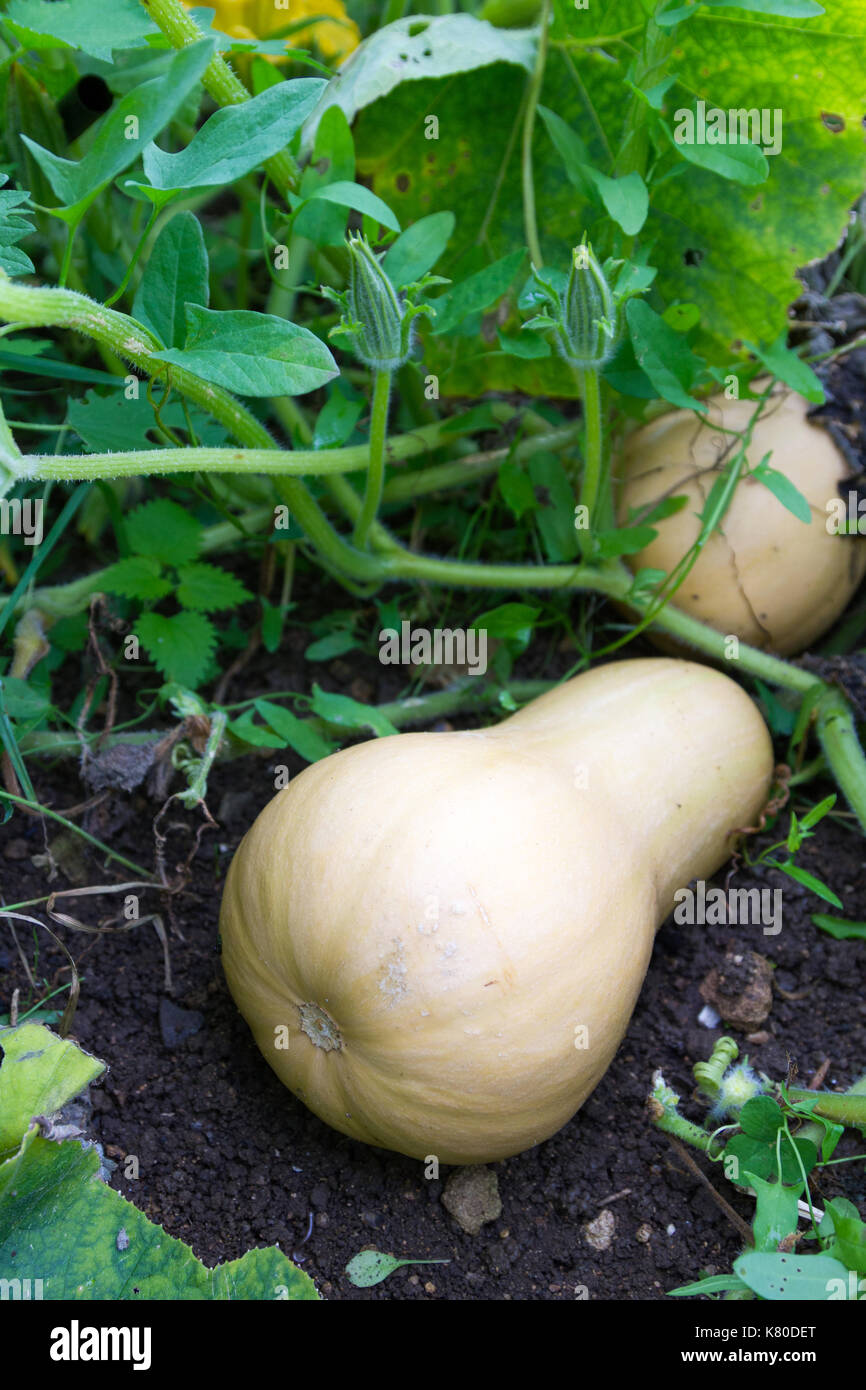 Ripe butternut squash on the vine Stock Photo Alamy