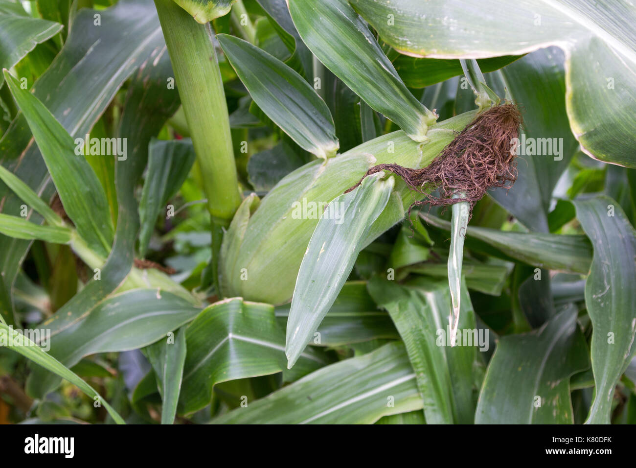 Sweetcorn Plants with ripe cobs Stock Photo