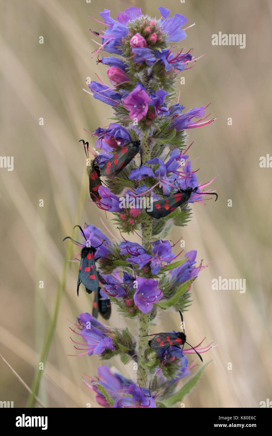 Common spring moth hi-res stock photography and images - Alamy