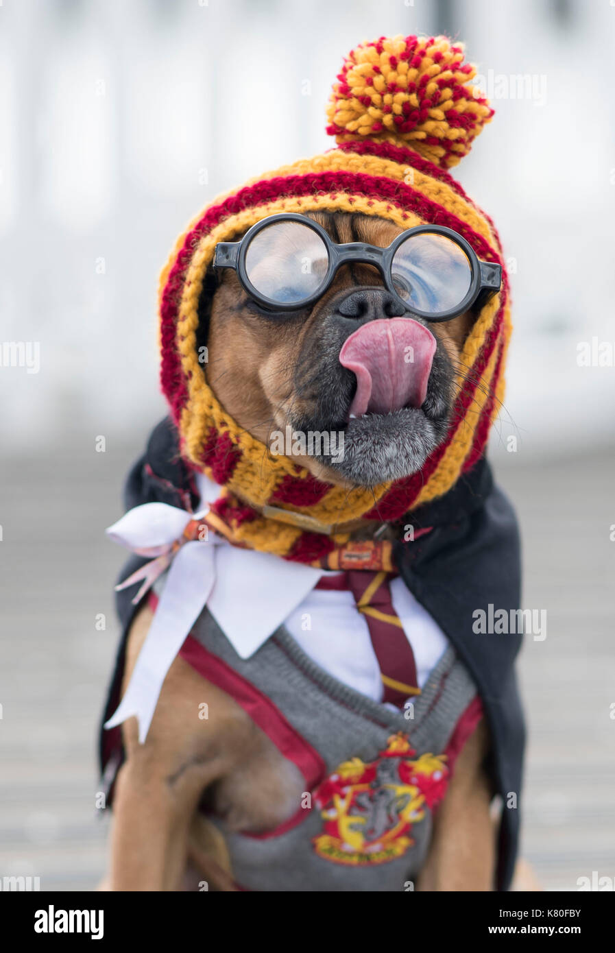 Ralph the dog seen dressed as Harry Potter at Mermaid Quay, Cardiff Bay, Wales, during a Friends of the Dogs charity event. Stock Photo