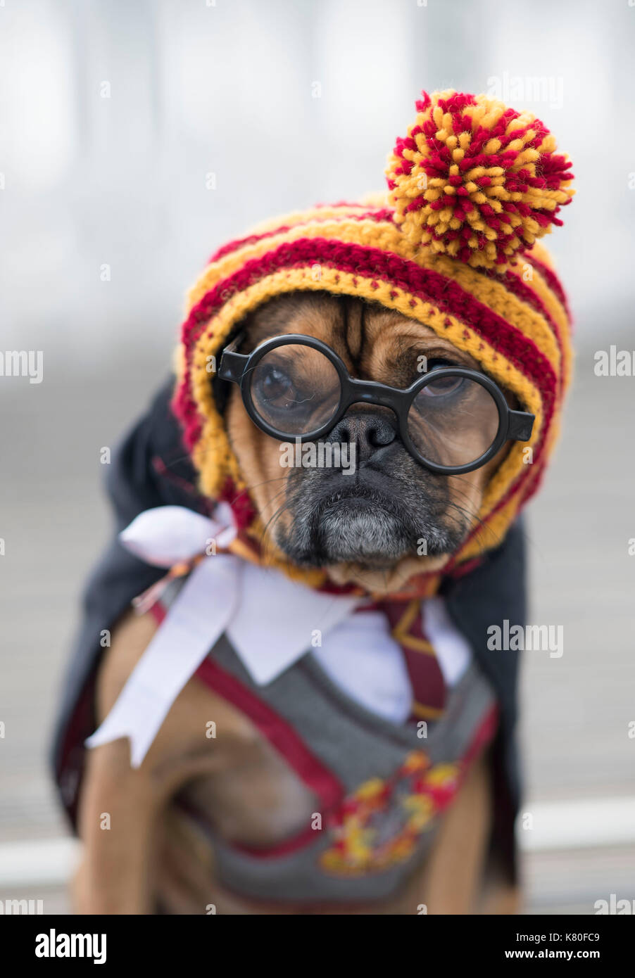 Ralph the dog seen dressed as Harry Potter at Mermaid Quay, Cardiff Bay, Wales, during a Friends of the Dogs charity event. Stock Photo